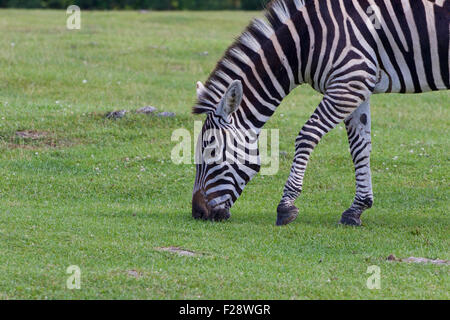 La belle zebra est de manger l'herbe Banque D'Images