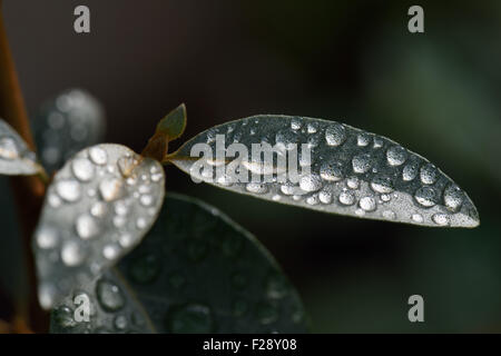 L'eau de pluie gouttes assis sur les feuilles vert gris d'Elaeagnus angustifolia 'Quicksilver' Banque D'Images