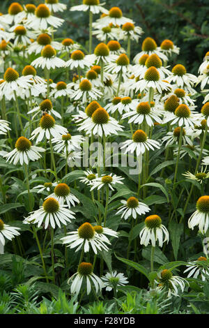 Echinacea purpurea 'white swan'. Coneflowers dans un jardin frontière. UK Banque D'Images