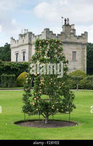 Pommiers formés du châssis à étages Château Kelso, Ecosse Banque D'Images