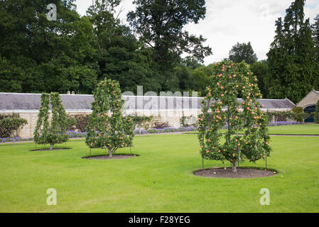 Pommiers formés du châssis à étages Château Kelso, Ecosse Banque D'Images