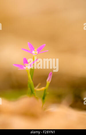 Centaurium erythraea est une espèce de plantes de la famille des centaurée commune et Europea Banque D'Images