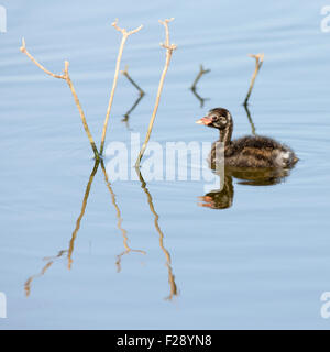 La Grèbe Castagneux (Tachybaptus ruficollis) dans un étang. Photographié en Israël en juin Banque D'Images