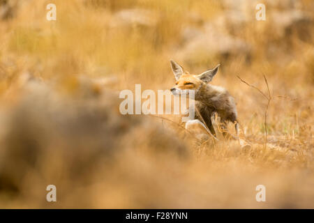 Le renard roux (Vulpes vulpes). Le renard roux est le plus grand des vrais renards, tout en étant le plus géographiquement membre de Banque D'Images