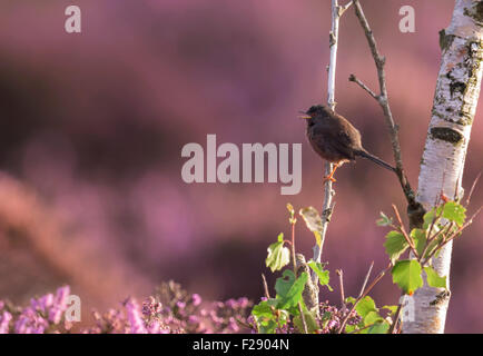 Homme Dartford Warbler (Sylvia undata) perché sur une branche du bouleau d'argent Banque D'Images