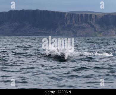 Ballycastle, comté d'Antrim, au Royaume-Uni. 14 Septembre, 2015. Les dauphins mis sur un écran d'excellence sur la mer de Moyle entre Ballycastle et Rathlin Island avec la baie de l'Église et la tête juste faire un Cast Causeway spectular toile de fond. Crédit : Steven McAuley/Alamy Live News Banque D'Images