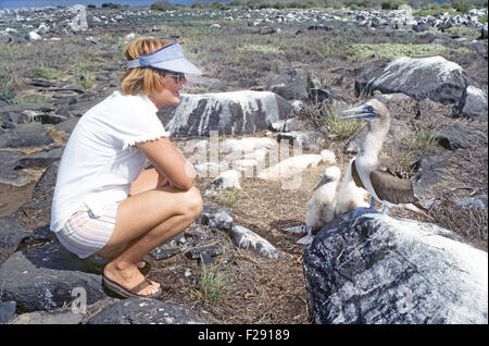 Une femme d'un petit bateau de croisière a une conversation avec un blue-footed boobie avec les poussins Banque D'Images