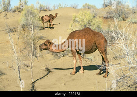 Un troupeau de chameaux sauvages dans le désert du Kyzyl Kum, appelé aussi Qyzylqum désert, en Ouzbékistan. Banque D'Images