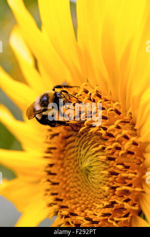 Tournesol pollinisation Bumble bee Banque D'Images
