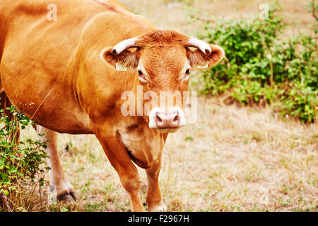 Race Limousin, France. Banque D'Images