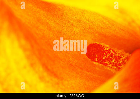 Zantedeschia zantedeschia orange flower, Close up Banque D'Images