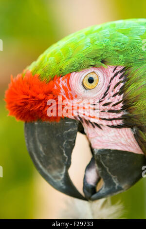 Portrait de côté avec un perroquet vert et rouge plumage. Banque D'Images