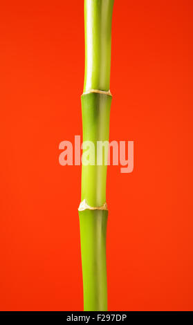 Bâton de bambou vert frais, sur fond rouge Banque D'Images