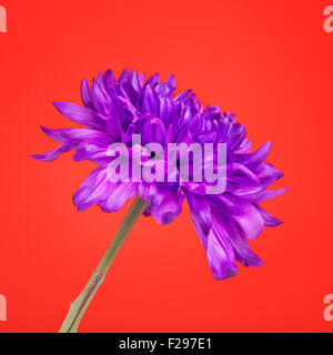 Chrysanthème, fleur violette fraîche sur fond rouge Banque D'Images