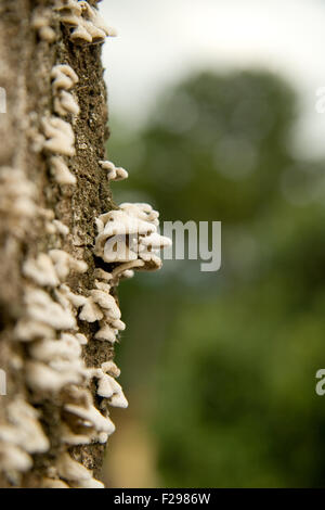 Champignons sauvages poussant sur le côté d'un manguier, Sao Paulo, Brésil Banque D'Images