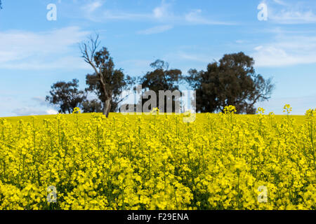 Champ de canola d'arbres en arrière-plan. Banque D'Images