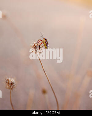 Photo d'insecte sur les fleurs séchées Banque D'Images