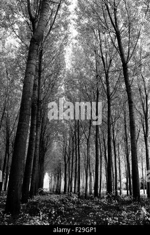 Forêt de chêne en pein coeur de la Toscane, Italie Banque D'Images