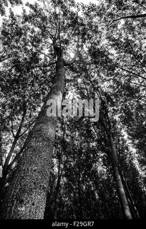 Forêt de chêne en pein coeur de la Toscane, Italie Banque D'Images