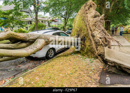 De puissants vents de tempête frapper au-dessus des arbres et causent des perturbations de l'alimentation, Vancouver, British Columbia, Canada Banque D'Images