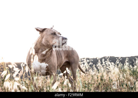 Pitbull dog puissant se tient dans les hautes herbes sèches à la crête de montagne distance en ligne fond Banque D'Images