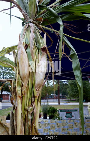 Les tiges de maïs séché automne afficher Banque D'Images