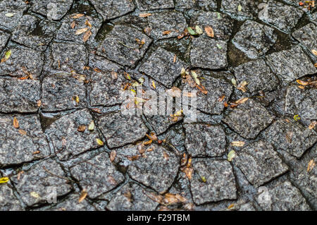 Les feuilles tombées sur humide cobblestone paving Banque D'Images