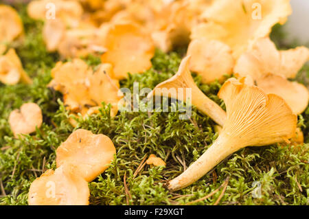 Golden chanterelle (Cantharellus cibarius) ou champignons girolle, vue rapprochée Banque D'Images