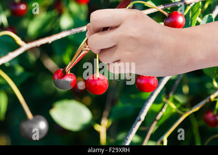 Concept de récolte - la main avec des peintures pinceau rouge mûre cherry on twig Banque D'Images