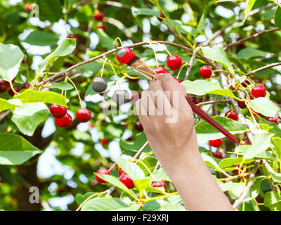 Concept de récolte - la main avec des peintures pinceau rouge mûre sur Cherry Tree en été Banque D'Images