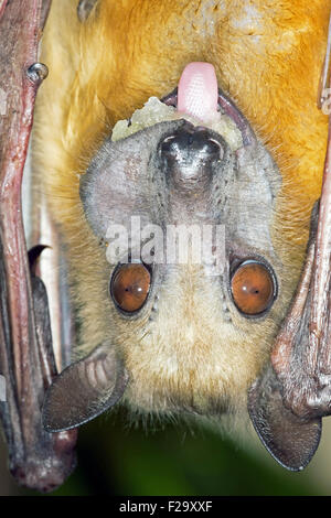 Fruits de couleur paille Bat (Eidolon helvum) Banque D'Images