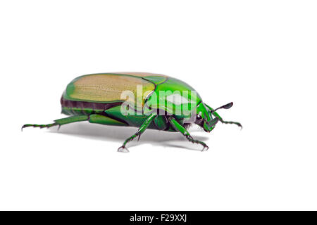 African Jewel Beetle (Chlorocala Africana) Banque D'Images