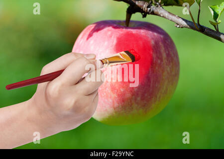 Concept de récolte - la main avec des peintures pinceau rouge mûre apple en jardin Banque D'Images