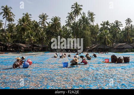 Propagation de poisson à sécher sur des filets bleus sur la plage du village de pêcheurs, les femmes autochtones de Ngapali portant des chapeaux de paille le tri Banque D'Images