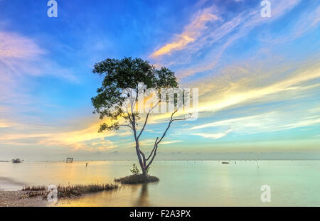 Sonneratia Lone Tree dawn Banque D'Images