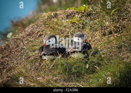Le macareux moine (Fratercula arctica), dormir, couple, Látrabjarg, Westfjords, Islande Banque D'Images