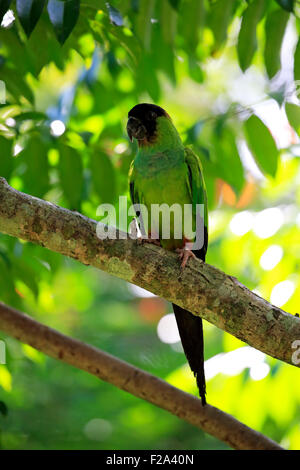 Perruche Nanday Nandayus nenday (adultes), dans un arbre, Pantanal, Mato Grosso, Brésil Banque D'Images