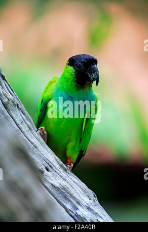 Perruche Nanday Nandayus nenday (adultes), dans un arbre, Pantanal, Mato Grosso, Brésil Banque D'Images