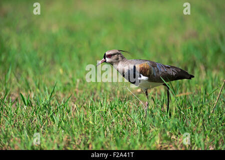 Le sud de sociable (vanellus chilensis), des profils de nourriture, Pantanal, Mato Grosso, Brésil Banque D'Images