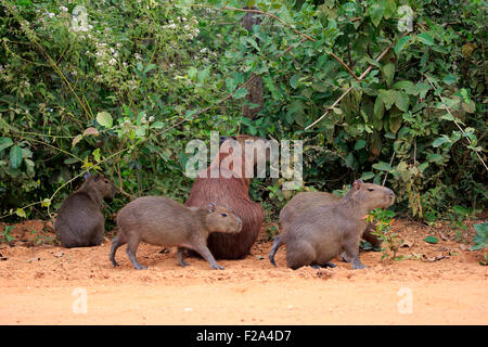 Capybara (Hydrochoerus hydrochaeris), avec de jeunes adultes, groupe sur terre, Pantanal, Mato Grosso, Brésil Banque D'Images