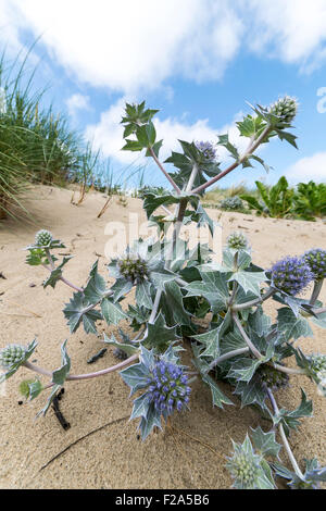 Holly mer Eryngium maritimum croissant sur les dunes de sable au nord du Pays de Galles Conwy Morfa Banque D'Images