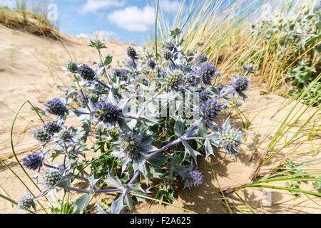 Holly mer Eryngium maritimum croissant sur les dunes de sable au nord du Pays de Galles Conwy Morfa Banque D'Images