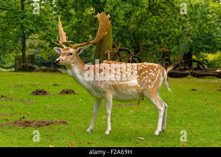 Le daim à Dunham Massey Hall Deer Park, parc de Dunham, Altrincham, Trafford, Greater Manchester. Banque D'Images