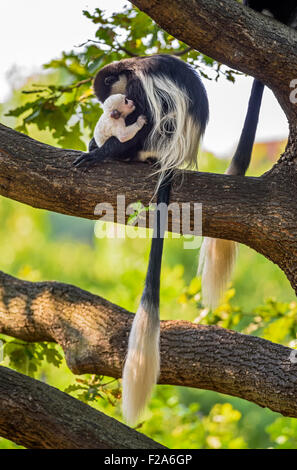 Guereza (Colobus guereza fuligineux) serrant son bébé Banque D'Images