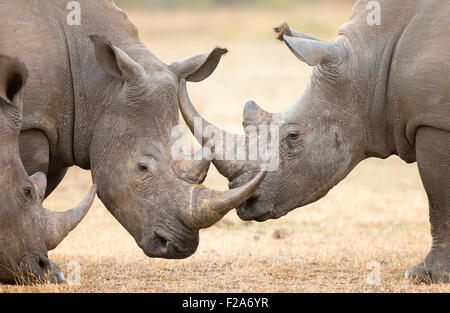 Le rhinocéros blanc (Ceratotherium simum) désaccord et interagissent dans le Parc National Kruger (Afrique du Sud) Banque D'Images