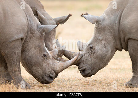 Trois taureaux rhinocéros blanc (Ceratotherium simum) désaccord et interagissent dans le Parc National Kruger (Afrique du Sud) Banque D'Images