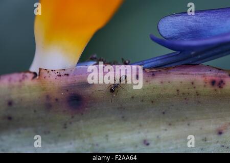 Maison à pieds blancs fourmis forag pour aliments, sont attirés par des substances comme doux nectars en usine cet oiseau si Paradise Flower Banque D'Images