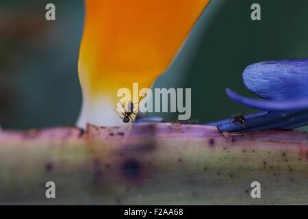 Maison à pieds blancs fourmis forag pour aliments, sont attirés par des substances comme doux nectars en usine cet oiseau si Paradise Flower Banque D'Images