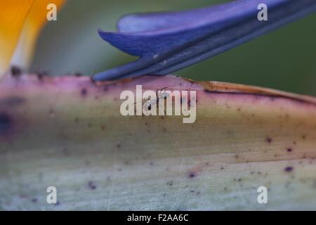 Maison à pieds blancs fourmis forag pour aliments, sont attirés par des substances comme doux nectars en usine cet oiseau si Paradise Flower Banque D'Images