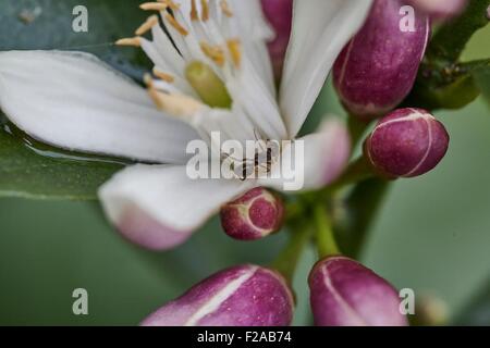 Maison à pieds blancs Les fourmis ne mordent ou Sting. Ils trouver de la nourriture et sont attirées par les substances végétales comme doux nectars. Banque D'Images